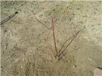 1fa7f422-SADNJA 03.2012.JPG